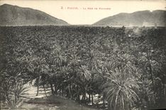 VINTAGE POSTCARD Figuig Sea Of Palm trees