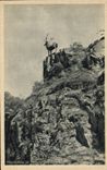 CPA Hirschsprung Im Hollenfal Schwarzwald Cerf