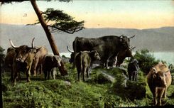 VINTAGE POSTCARD Evensong Cows