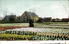 CPA Hiacinthenvelden Fleurs