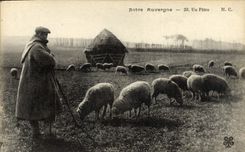 VINTAGE POSTCARD Our Auvergne a Shepherd Shepherd Sheep Folklore