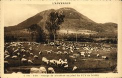 VINTAGE POSTCARD Auvergne Pasturage Of Sheep In Pled Of Puy De Dome Sheep