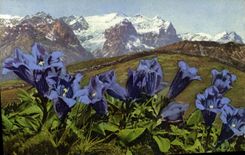 CPA Koch scher oder stengelloser Enzian Gentiana Kochiana Fleurs 