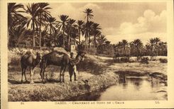 Camellos de Gabes de la POSTAL de la VENDIMIA en el borde del oasis