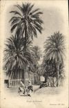 VINTAGE POSTCARD Studies of Palm trees