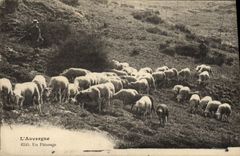 CPA L'Auvergne Un Paturage Moutons