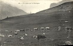 CPA Le Repos Sur La Montagne Vaches