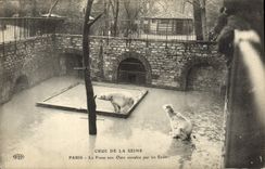 VINTAGE POSTCARD Paris the Bear pit Invaded By Water Raw of the Seine