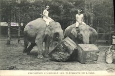 VINTAGE POSTCARD Paris Fair Colonial Elephants Of India Elephant