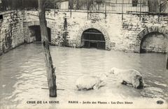 CPA Paris Jardin des Plantes Les ours blancs