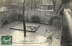 CPA Paris Jardin des Plantes La fosses aux ours envahie par les eaux