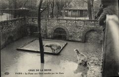 CPA Paris Jardin des Plantes La fosses aux ours envahie par les eaux