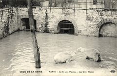 CPA Paris Jardin des Plantes Crue De La Seine Les ours blancs