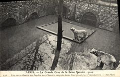 VINTAGE POSTCARD Paris the Great rising of the Seine polar bears of the botanical garden surprised in their pit
