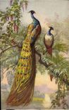 CPA Fantaisie Oiseau Paon 