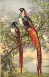 VINTAGE POSTCARD Fantasy Birds Peacock