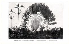 CPA Le Ravenala ou arbre du voyageur Extrait des Plantes Larousse