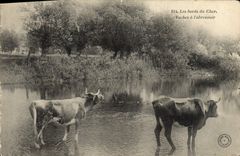 VINTAGE POSTCARD edges of Dear Vaches to the feeding trough