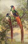 VINTAGE POSTCARD Fantasy pheasant Bird