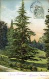 VINTAGE POSTCARD Tree Fir tree