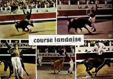 MODERN CARD Race Landaise De Gauche Bullfight Bull