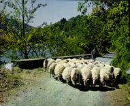 MODERN CARD Reflections Of the Pays Basque Herd Of Ewe On the Edges Of Bidassoa