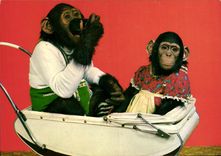 CPM Singe Singe 