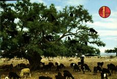 CPM Marox Arbre de chevres Chevre 