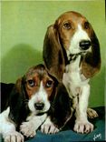 CPM Chiens Et chats Nos Amis