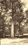 CPA Foret de Fontainebleau Le Jupiter Arbre