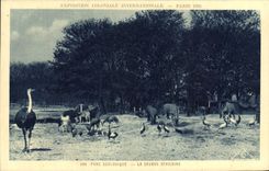 VINTAGE POSTCARD Exposition Colonial International Of Paris Zoological gardens African savanna Autruche Streaks Zoo