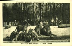 CPA Exposition Coloniale Internationale De Paris Parc Zoologique Lions et lionnes Lion Zoo