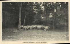 VINTAGE POSTCARD Lamotte Beuvron a Corner Of the Sologne Sheep