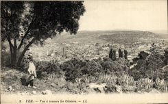 POSTAL Fes de la VENDIMIA vista a través de los Aceituna-árboles