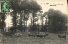 CPA La Vie Des Champs Paturage Vaches