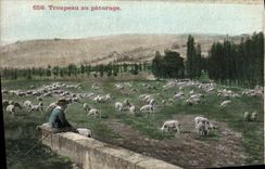 VINTAGE POSTCARD Herd With the Pasture Shepherd and sheep