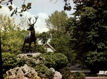 CPM Le Vesinet Le cerf