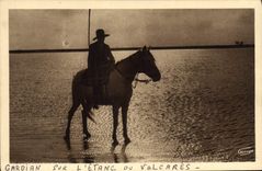 CPA En Camargue Gardian sur l'etang de Valcares Cheval