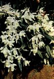 CPM White Rag Orchids Coelogyne Cristata Family Orchidaceae