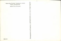 CPM White Rag Orchids Coelogyne Cristata Family Orchidaceae