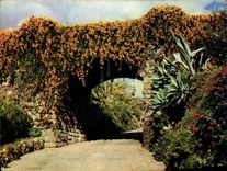 CPM Magnificent Bignonias Overhanging entrance to a private Quinta Madeira