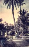 MODERN CARD Biskra a Way in the Palm plantation Camel