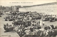 CPA Oudjda Emplacement des Caravanes Chameaux