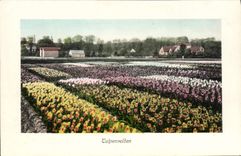 CPA Tulpenvelden Fleurs 