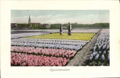 CPA Hyacinthenvelden fleurs