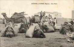 CPA Scenes Et Types Une Halte Chameaux