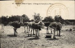 CPA Maroc L'Elevage De l'Autruche Au Maroc Autruche