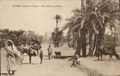 VINTAGE POSTCARD Morocco an Alley Of Palm trees