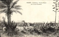 VINTAGE POSTCARD Morocco Casablanca seen Of the Palm tree On the Road of Aviation