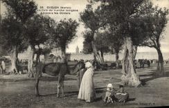 VINTAGE POSTCARD Oudjda a Corner Of the Indigenous Market Through the Olive-trees